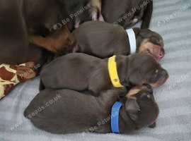 Gorgeous choc and tan mini dachshund pups