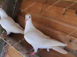 busschaert racing pigeon