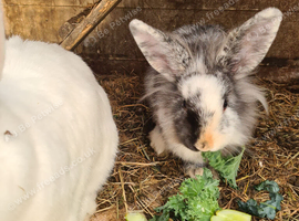 Lionhead x Lops still looking for forever homes