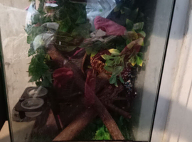 Crested geckos