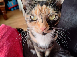 2 twin calico sisters need foreverhome