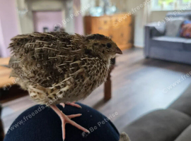 Jumbo Quail boys