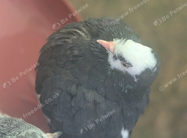 Pigeons for sale