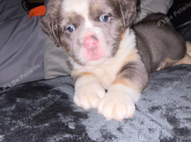 Olde English bulldog