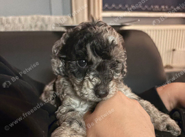 F2B cockapoos for sale
