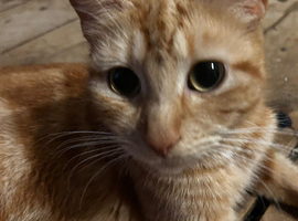 Black female kitten