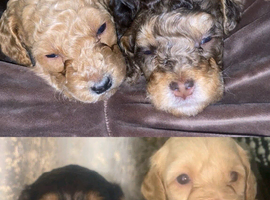 Unique Cavapoos pups
