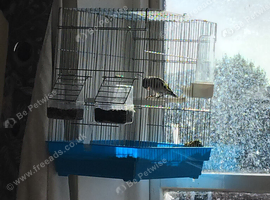 Goldfinch