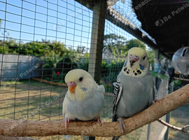 Baby Budgies  Beautiful colours