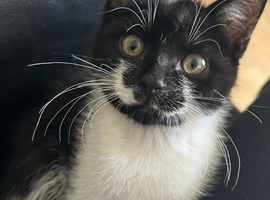 Male and female cats