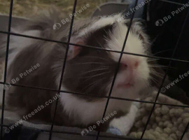 Benji
