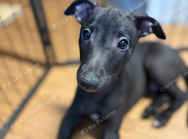️ Whippet Two last boys