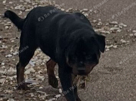 Adult male 1 year old