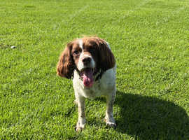 Happy Dog Services for all of your dog walking and drop in needs.