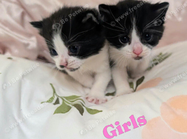 British Blue x kittens, wormed/flead/litter trained &pound;80
