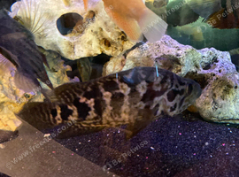 Large breeding pair of Jaguars