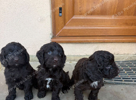 Beautiful Cockapoo Puppies  Female Available