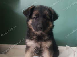 ready Tuesday beautiful German shepherd puppies