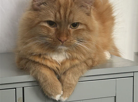 Still Available Male Ginger Fluffball