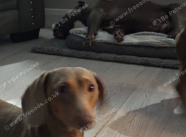 Male dachshund