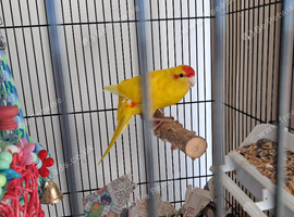 Kakariki