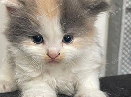 5 Mixed Breed Ragdoll + Persian Kittens available for a new home.