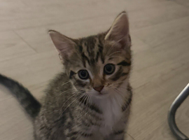 Bengal Maine coon cross kittens