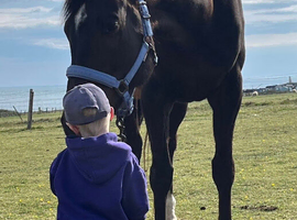 Dream, 17h gentle giant thoroughbred