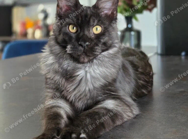 Maine Coon boy black smoke