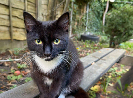 Urgent rehome