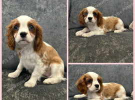 KC Reg DNA Clear cavalier King Charles puppies