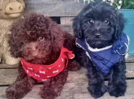 Beautiful cockapoo F1b  puppies