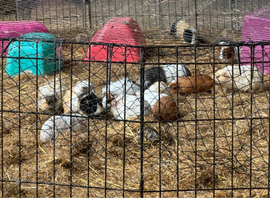 Baby Guinea pigs available now boys