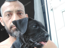 Cane corso puppies