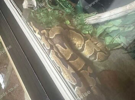 Male royal python PLEASE DO NOT MESSAGE IF YOU DONT ACTUALLY WANT ME