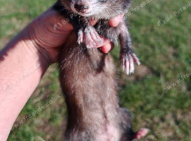 Three Jill ferrets - X2- 14month old- worked- 1 -6month