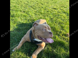my standard bully cross English bulldog