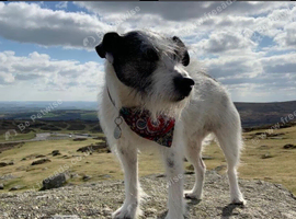 Wanted Parson Russell puppy