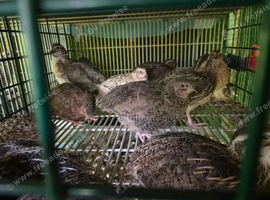 Quails for sale