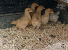 Pekin chicks 3 weeks old