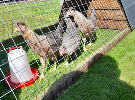3 cream legbar pullets for sale
