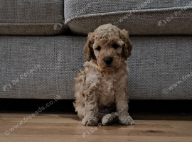 Male cockapoo