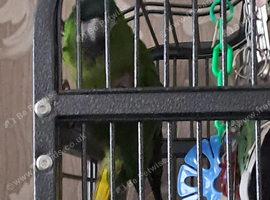 Parrott for sale