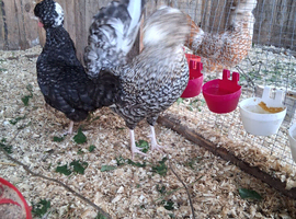 WC poland hatching eggs