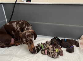 Dacshund puppy&rsquo;s