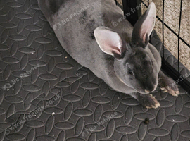 Mini rex for sale pure bred female .