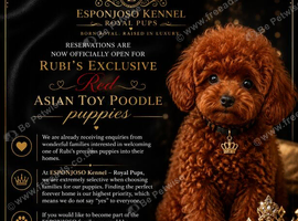ESPONJOSO Exclusive Half Asian Toy Poodles | August 2026