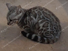 Beautiful Rosetted bengal kittens