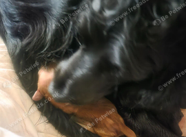 Cocker spaniel puppies for sale