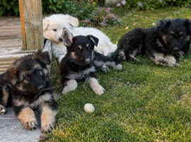 German Shepard puppies